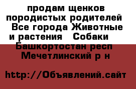 продам щенков породистых родителей - Все города Животные и растения » Собаки   . Башкортостан респ.,Мечетлинский р-н